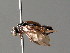  ( - BC ZSM HYM 04647)  @12 [ ] CreativeCommons - Attribution Non-Commercial Share-Alike (2010) Stefan Schmidt SNSB, Zoologische Staatssammlung Muenchen