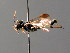  ( - BC ZSM HYM 04666)  @12 [ ] CreativeCommons - Attribution Non-Commercial Share-Alike (2010) Stefan Schmidt SNSB, Zoologische Staatssammlung Muenchen