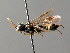  ( - BC ZSM HYM 04669)  @13 [ ] CreativeCommons - Attribution Non-Commercial Share-Alike (2010) Stefan Schmidt SNSB, Zoologische Staatssammlung Muenchen