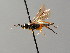  ( - BC ZSM HYM 04677)  @12 [ ] CreativeCommons - Attribution Non-Commercial Share-Alike (2010) Stefan Schmidt SNSB, Zoologische Staatssammlung Muenchen