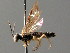  ( - BC ZSM HYM 04683)  @13 [ ] CreativeCommons - Attribution Non-Commercial Share-Alike (2010) Stefan Schmidt SNSB, Zoologische Staatssammlung Muenchen