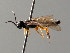  ( - BC ZSM HYM 04696)  @12 [ ] CreativeCommons - Attribution Non-Commercial Share-Alike (2010) Stefan Schmidt SNSB, Zoologische Staatssammlung Muenchen