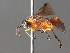  ( - BC ZSM HYM 04736)  @13 [ ] CreativeCommons - Attribution Non-Commercial Share-Alike (2010) Stefan Schmidt SNSB, Zoologische Staatssammlung Muenchen