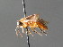  ( - BC ZSM HYM 04737)  @12 [ ] CreativeCommons - Attribution Non-Commercial Share-Alike (2010) Stefan Schmidt SNSB, Zoologische Staatssammlung Muenchen