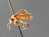  ( - BC ZSM HYM 04738)  @12 [ ] CreativeCommons - Attribution Non-Commercial Share-Alike (2010) Stefan Schmidt SNSB, Zoologische Staatssammlung Muenchen
