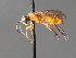  ( - BC ZSM HYM 04739)  @12 [ ] CreativeCommons - Attribution Non-Commercial Share-Alike (2010) Stefan Schmidt SNSB, Zoologische Staatssammlung Muenchen
