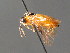  ( - BC ZSM HYM 04741)  @13 [ ] CreativeCommons - Attribution Non-Commercial Share-Alike (2010) Stefan Schmidt SNSB, Zoologische Staatssammlung Muenchen