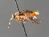  ( - BC ZSM HYM 04743)  @12 [ ] CreativeCommons - Attribution Non-Commercial Share-Alike (2010) Stefan Schmidt SNSB, Zoologische Staatssammlung Muenchen