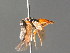  ( - BC ZSM HYM 04748)  @12 [ ] CreativeCommons - Attribution Non-Commercial Share-Alike (2010) Stefan Schmidt SNSB, Zoologische Staatssammlung Muenchen