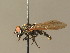  ( - BC_ZSM_DIP_00663)  @11 [ ] CreativeCommons - Attribution Non-Commercial Share-Alike (2010) Stefan Schmidt SNSB, Zoologische Staatssammlung Muenchen