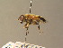  ( - BC ZSM DIP 00802)  @11 [ ] CreativeCommons - Attribution Non-Commercial Share-Alike (2010) Stefan Schmidt SNSB, Zoologische Staatssammlung Muenchen