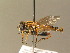  ( - BC ZSM DIP 00855)  @13 [ ] CreativeCommons - Attribution Non-Commercial Share-Alike (2010) Stefan Schmidt SNSB, Zoologische Staatssammlung Muenchen