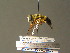  ( - BC ZSM DIP 00934)  @13 [ ] CreativeCommons - Attribution Non-Commercial Share-Alike (2010) Stefan Schmidt SNSB, Zoologische Staatssammlung Muenchen
