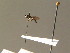  ( - BC ZSM DIP 00944)  @11 [ ] CreativeCommons - Attribution Non-Commercial Share-Alike (2010) Stefan Schmidt SNSB, Zoologische Staatssammlung Muenchen