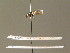  ( - BC ZSM DIP 00954)  @12 [ ] CreativeCommons - Attribution Non-Commercial Share-Alike (2010) Stefan Schmidt SNSB, Zoologische Staatssammlung Muenchen