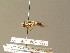  ( - BC ZSM DIP 00974)  @11 [ ] CreativeCommons - Attribution Non-Commercial Share-Alike (2010) Stefan Schmidt SNSB, Zoologische Staatssammlung Muenchen
