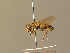  ( - BC ZSM DIP 00988)  @11 [ ] CreativeCommons - Attribution Non-Commercial Share-Alike (2010) Stefan Schmidt SNSB, Zoologische Staatssammlung Muenchen