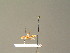  ( - BC ZSM DIP 01093)  @11 [ ] CreativeCommons - Attribution Non-Commercial Share-Alike (2010) Stefan Schmidt SNSB, Zoologische Staatssammlung Muenchen