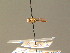  ( - BC ZSM DIP 01096)  @11 [ ] CreativeCommons - Attribution Non-Commercial Share-Alike (2010) Stefan Schmidt SNSB, Zoologische Staatssammlung Muenchen