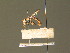  ( - BC ZSM DIP 01097)  @11 [ ] CreativeCommons - Attribution Non-Commercial Share-Alike (2010) Stefan Schmidt SNSB, Zoologische Staatssammlung Muenchen