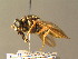  ( - BC ZSM DIP 01153)  @11 [ ] CreativeCommons - Attribution Non-Commercial Share-Alike (2010) Stefan Schmidt SNSB, Zoologische Staatssammlung Muenchen