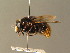  ( - BC ZSM DIP 01164)  @14 [ ] CreativeCommons - Attribution Non-Commercial Share-Alike (2010) Stefan Schmidt SNSB, Zoologische Staatssammlung Muenchen