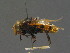  ( - BC ZSM DIP 01177)  @11 [ ] CreativeCommons - Attribution Non-Commercial Share-Alike (2010) Stefan Schmidt SNSB, Zoologische Staatssammlung Muenchen