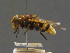  ( - BC ZSM DIP 01178)  @11 [ ] CreativeCommons - Attribution Non-Commercial Share-Alike (2010) Stefan Schmidt SNSB, Zoologische Staatssammlung Muenchen