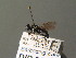  ( - BC ZSM DIP 01193)  @11 [ ] CreativeCommons - Attribution Non-Commercial Share-Alike (2010) Stefan Schmidt SNSB, Zoologische Staatssammlung Muenchen