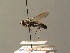  ( - BC ZSM DIP 01196)  @11 [ ] CreativeCommons - Attribution Non-Commercial Share-Alike (2010) Stefan Schmidt SNSB, Zoologische Staatssammlung Muenchen