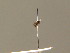  ( - BC ZSM DIP 01252)  @11 [ ] CreativeCommons - Attribution Non-Commercial Share-Alike (2010) Stefan Schmidt SNSB, Zoologische Staatssammlung Muenchen