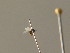  ( - BC ZSM DIP 01259)  @11 [ ] CreativeCommons - Attribution Non-Commercial Share-Alike (2010) Stefan Schmidt SNSB, Zoologische Staatssammlung Muenchen