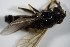  ( - DIP 02680)  @11 [ ] CreativeCommons - Attribution Non-Commercial Share-Alike (2015) Unspecified SNSB, Zoologische Staatssammlung Muenchen