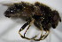  ( - DIP 02695)  @11 [ ] CreativeCommons - Attribution Non-Commercial Share-Alike (2015) Unspecified SNSB, Zoologische Staatssammlung Muenchen