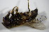  ( - DIP 02697)  @11 [ ] CreativeCommons - Attribution Non-Commercial Share-Alike (2015) Unspecified SNSB, Zoologische Staatssammlung Muenchen