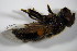  ( - DIP 02701)  @11 [ ] CreativeCommons - Attribution Non-Commercial Share-Alike (2015) Unspecified SNSB, Zoologische Staatssammlung Muenchen