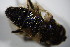  ( - DIP 02702)  @11 [ ] CreativeCommons - Attribution Non-Commercial Share-Alike (2015) Unspecified SNSB, Zoologische Staatssammlung Muenchen