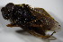  ( - DIP 02714)  @12 [ ] CreativeCommons - Attribution Non-Commercial Share-Alike (2015) Unspecified SNSB, Zoologische Staatssammlung Muenchen