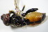  ( - DIP 02755)  @12 [ ] CreativeCommons - Attribution Non-Commercial Share-Alike (2015) Unspecified SNSB, Zoologische Staatssammlung Muenchen
