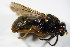  ( - DIP 02765)  @13 [ ] CreativeCommons - Attribution Non-Commercial Share-Alike (2015) Unspecified SNSB, Zoologische Staatssammlung Muenchen