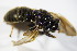  ( - DIP 02766)  @11 [ ] CreativeCommons - Attribution Non-Commercial Share-Alike (2015) Unspecified SNSB, Zoologische Staatssammlung Muenchen