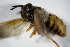  ( - DIP_02896)  @12 [ ] CreativeCommons - Attribution Non-Commercial Share-Alike (2015) Unspecified SNSB, Zoologische Staatssammlung Muenchen
