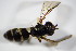  (Xanthogramma dives - DIP_02910)  @13 [ ] CreativeCommons - Attribution Non-Commercial Share-Alike (2015) Unspecified SNSB, Zoologische Staatssammlung Muenchen