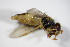  ( - DIP_02926)  @11 [ ] CreativeCommons - Attribution Non-Commercial Share-Alike (2015) Unspecified SNSB, Zoologische Staatssammlung Muenchen