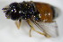  ( - DIP_02944)  @11 [ ] CreativeCommons - Attribution Non-Commercial Share-Alike (2015) Unspecified SNSB, Zoologische Staatssammlung Muenchen