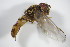  ( - DIP_02970)  @13 [ ] CreativeCommons - Attribution Non-Commercial Share-Alike (2015) Unspecified SNSB, Zoologische Staatssammlung Muenchen