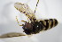  ( - DIP_02971)  @12 [ ] CreativeCommons - Attribution Non-Commercial Share-Alike (2015) Unspecified SNSB, Zoologische Staatssammlung Muenchen