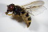  ( - DIP_02972)  @13 [ ] CreativeCommons - Attribution Non-Commercial Share-Alike (2015) Unspecified SNSB, Zoologische Staatssammlung Muenchen