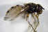  ( - DIP_02990)  @11 [ ] CreativeCommons - Attribution Non-Commercial Share-Alike (2015) Unspecified SNSB, Zoologische Staatssammlung Muenchen