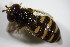  ( - DIP_03015)  @12 [ ] CreativeCommons - Attribution Non-Commercial Share-Alike (2015) Unspecified SNSB, Zoologische Staatssammlung Muenchen